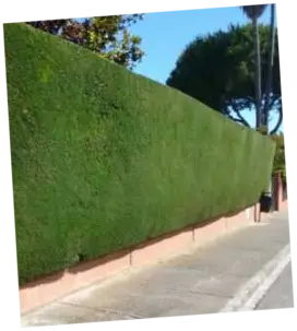 Corte de cipreses