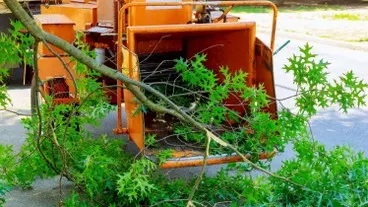 Podas y talas controladas de altura en Girona y provincia Podas y talas controladas de altura en Girona y provincia